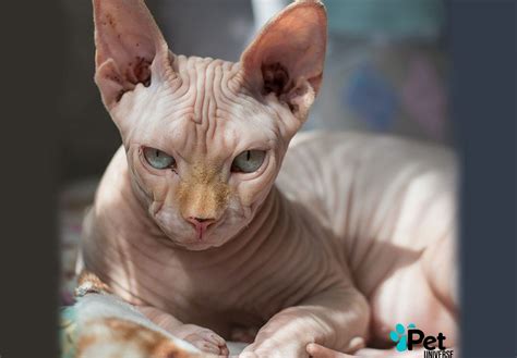 Sphynx 